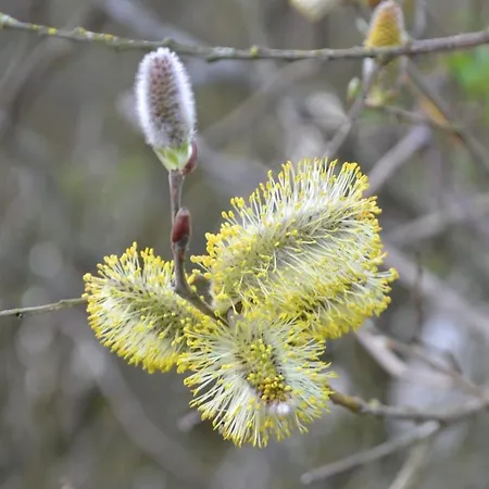 Apartment Haus Maike Komfortabel Und Gemuetlich Im Grossen Garten, Strandnah