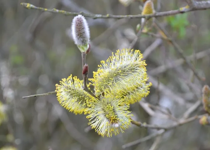 Apartment Haus Maike Komfortabel Und Gemuetlich Im Grossen Garten, Strandnah